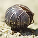 Armadillidium